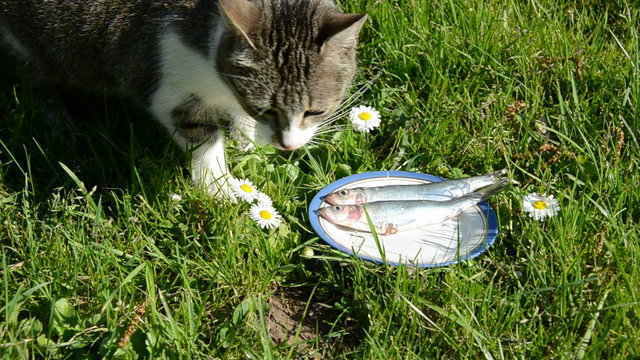 gray cat like fish in the plate on grass