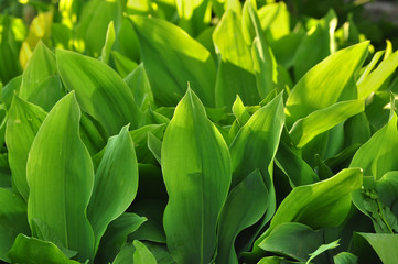 Lily of the valley leaves