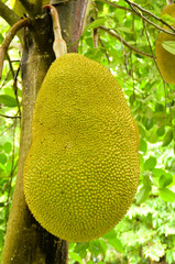 jack fruit