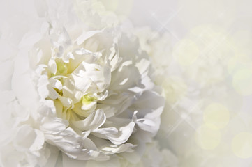 Pivoine blanche