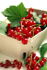 Red currant - Ribes rubrum