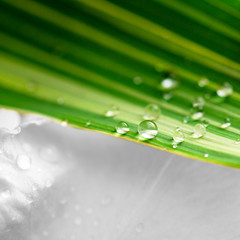 Les gouttes d'eau et le bambou