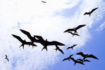 seagulls flying