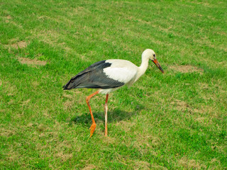 stork
