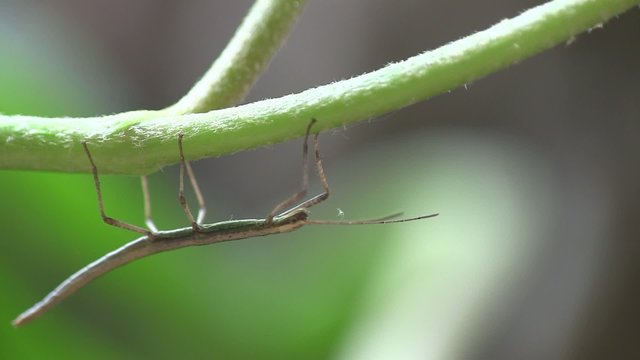 phasme capacit&eacute; d'adaptation