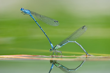 Dragonfly