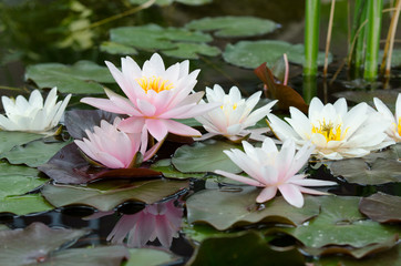 water lily bacground