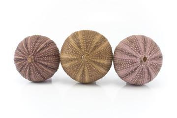 Three sea urchin shells