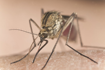 Mosquito sucking blood, extreme close-up with high magnification
