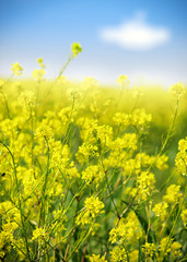 Fototapeta premium Rape field, canola crops on blue sky