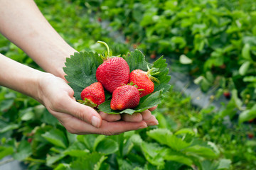 Strawberrys on leaf in the hands