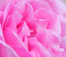 Fototapeta premium pink rose