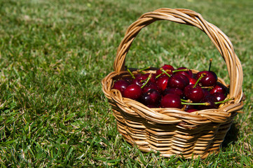 Fototapeta na wymiar Cherries in a basket