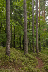 Fototapeta na wymiar Austrian Forest near Velden (Carinthia, Austria)