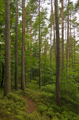 Austrian Forest near Velden (Carinthia, Austria)