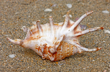 Fototapeta na wymiar Seashell