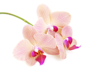 Fototapeta na wymiar Pink orchids