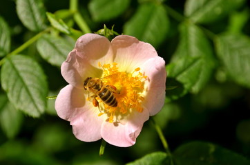 Bee pollinating a flower
