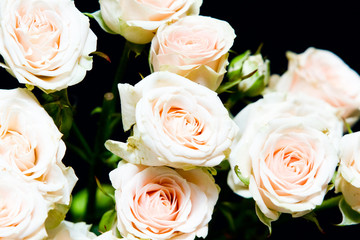 Bouquet of pink roses over black background