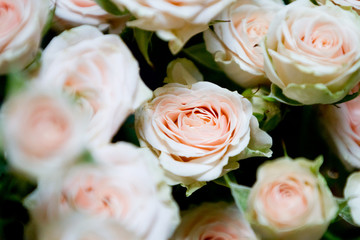 Bouquet of pink roses over black background