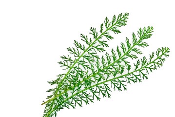 Blätter, Gemeine Schafgarbe oder Gewöhnliche Schafgarbe (Achillea millefolium), Niedersachsen, Deutschland, Europa, freigestellt, Freisteller