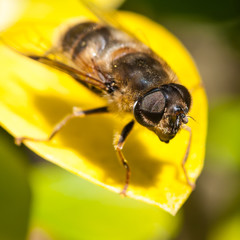 Hoverfly Guy
