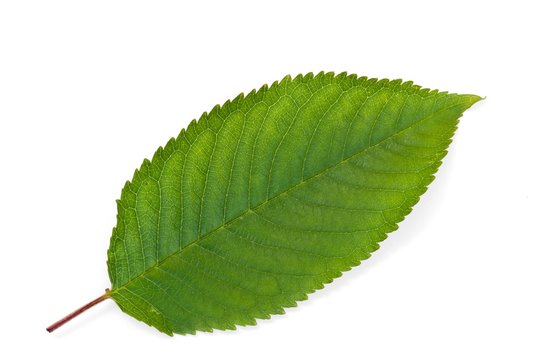 Blatt vom Kirschbaum, Kirschblatt, Niedersachsen, Deutschland, Europa, freigestellt, Freisteller