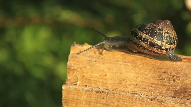 Escargot sur un morceau de bois