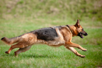 German shepherd in action