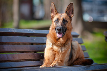 german shepherd dog lying on a bench