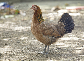 young brown hen