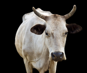isolated australian cow with horns on black