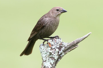 Female Cowbird On A Perch