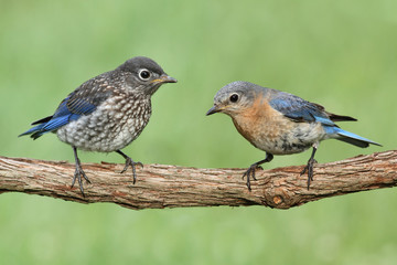 Female Eastern Bluebird With Baby