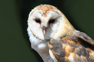 Barn Owl Headshot