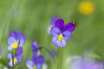 Ladybug resting on Heartsease