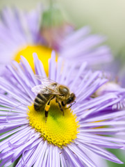 bee on blue flower