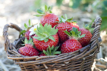 Strawberries in the basket