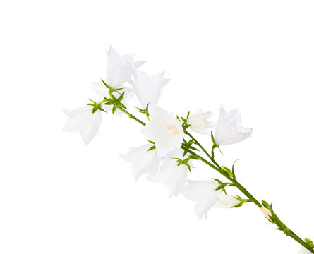 White Bell Flower Isolated