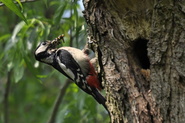 Great Spotted Woodpecker Nest