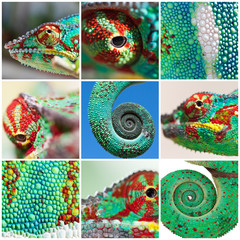 caméléon de Madagascar © Unclesam