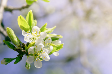 Obraz na płótnie Canvas closeup spring blossoming tree