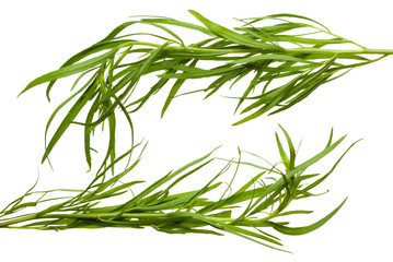 Frame made of tarragon twigs