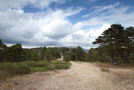 road in pine tree forest