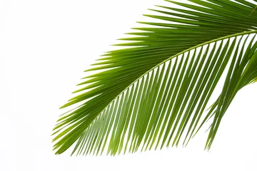 Cercles muraux Palmier Feuille de palmier