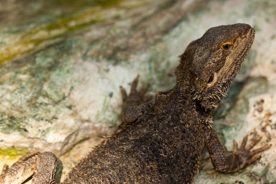 Bartagamen (Pogona)