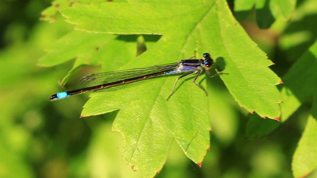 The  blue dragonfly sits on a green leaf