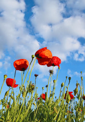 Obraz premium Field with poppys under dark blue by sky