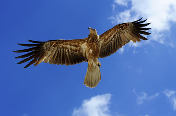 Beautiful Hawk Bird of Prey