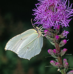 Zitronenfalter_117148